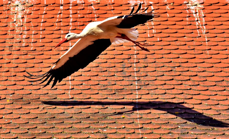 Plumage nature animal world