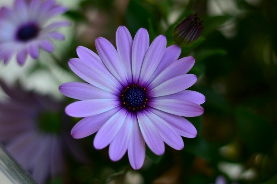 Nature background macro photo