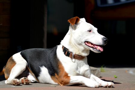 Jack russel animal portrait dog portrait photo