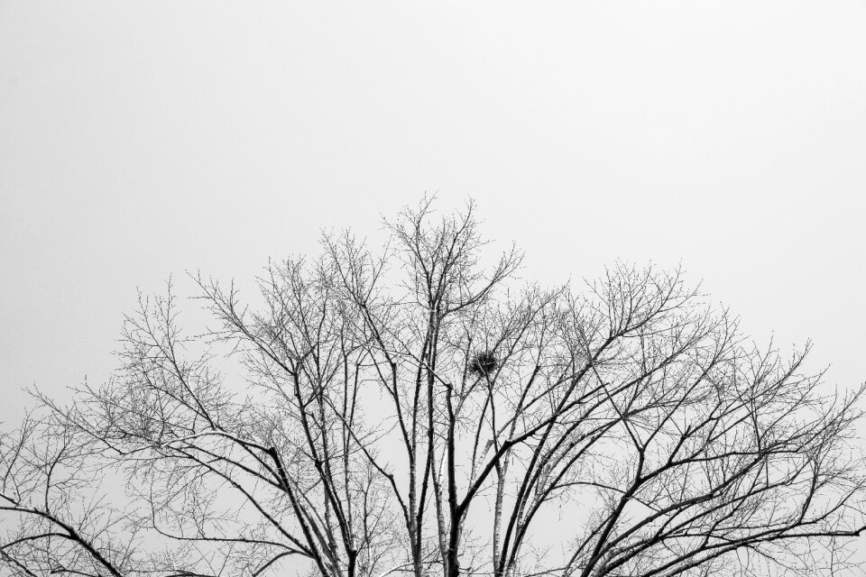 Nature the forgotten sky