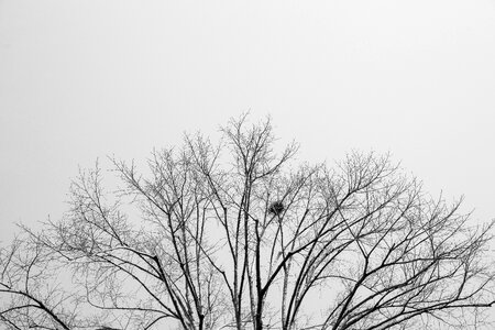 Nature the forgotten sky