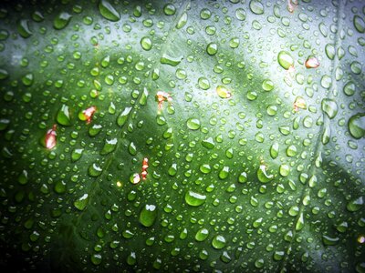 Drop background natural