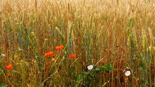 Agriculture arable viewing photo