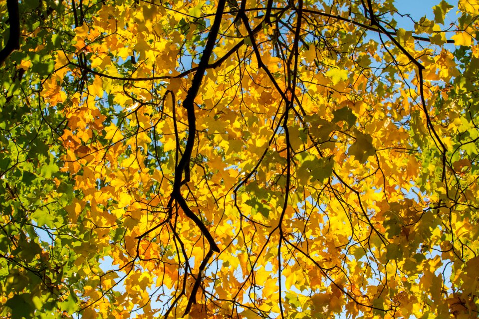 Leaves golden autumn leaves in the autumn photo