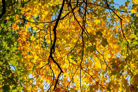 Leaves golden autumn leaves in the autumn