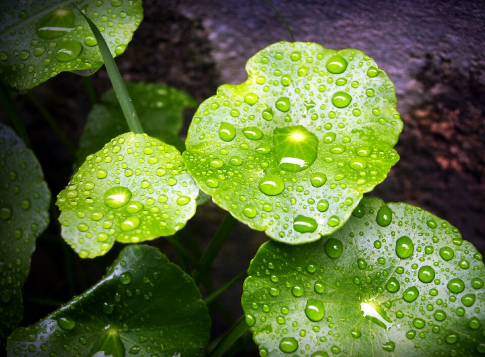 Drop background natural