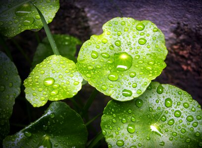 Drop background natural