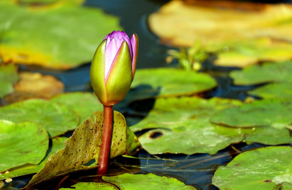 Pond plant nuphar lutea flower