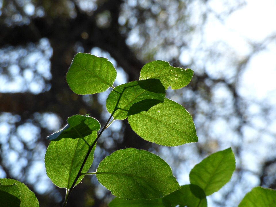 Against light green tree