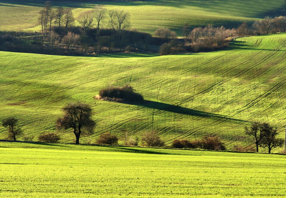 Field trees view
