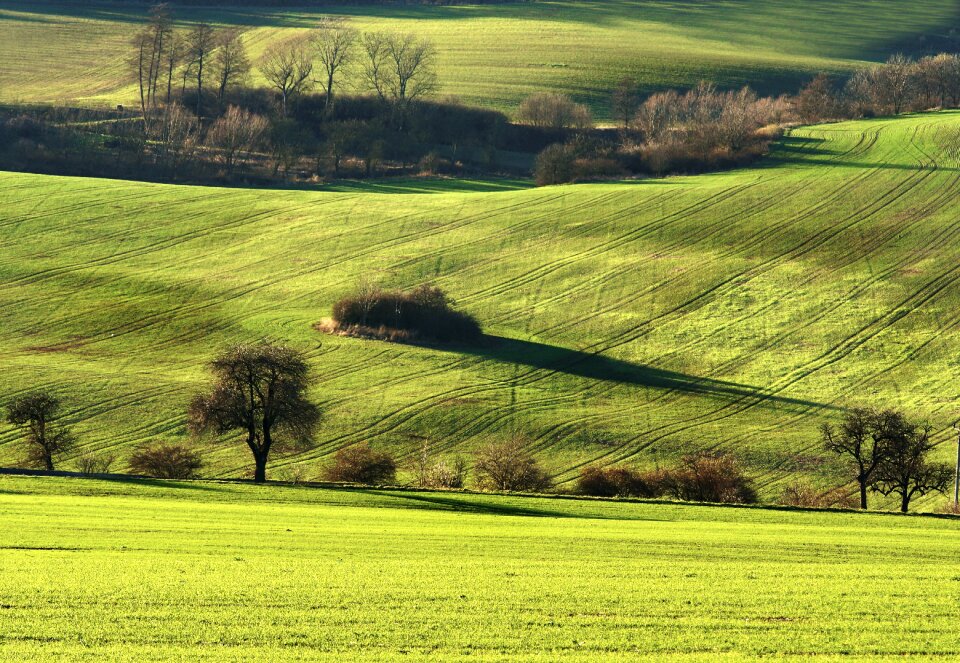 Field trees view photo