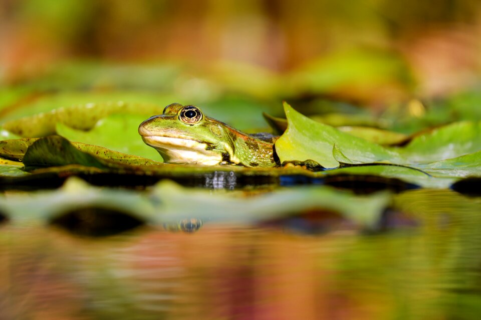 Amphibian animal green frog