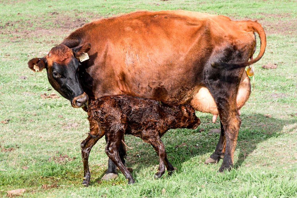 Farm animal beef photo