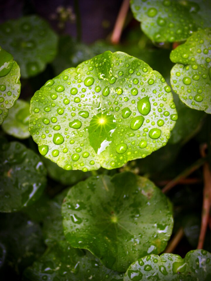 Drop background natural
