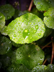 Drop background natural