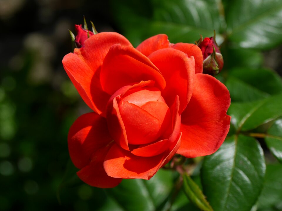 Open petals garden