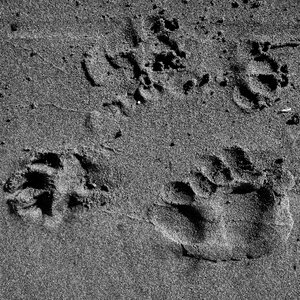 Sand black and white monochrome photo