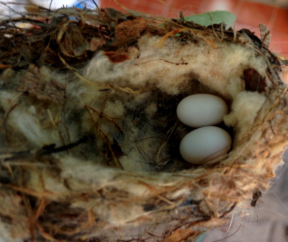 Huevitos de colibrí en su nido