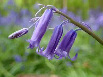 Bluebell flower woodland photo