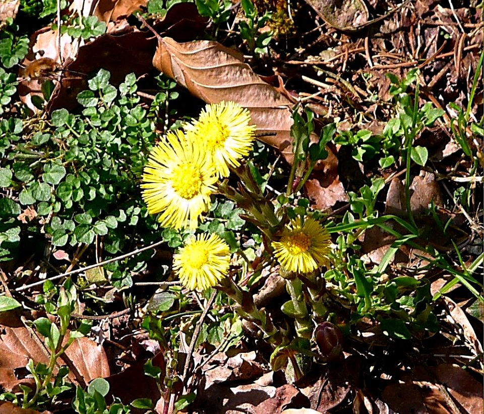 Huflattich Kohlbruck