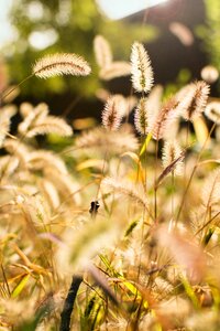 Setaria viridis plant sunshine