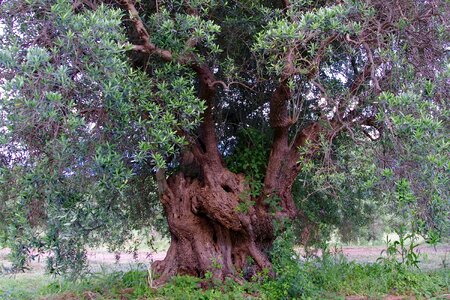Olive trees agriculture