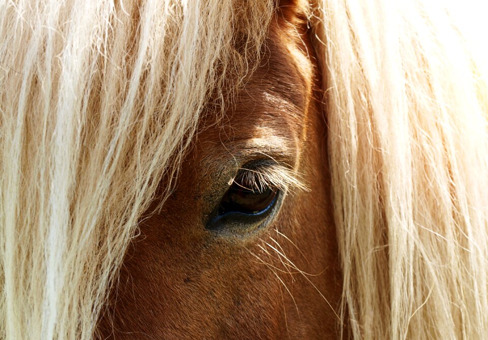 Horse eye pferdeportrait eyelashes