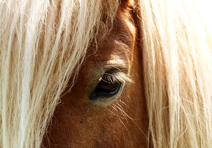Horse eye pferdeportrait eyelashes photo