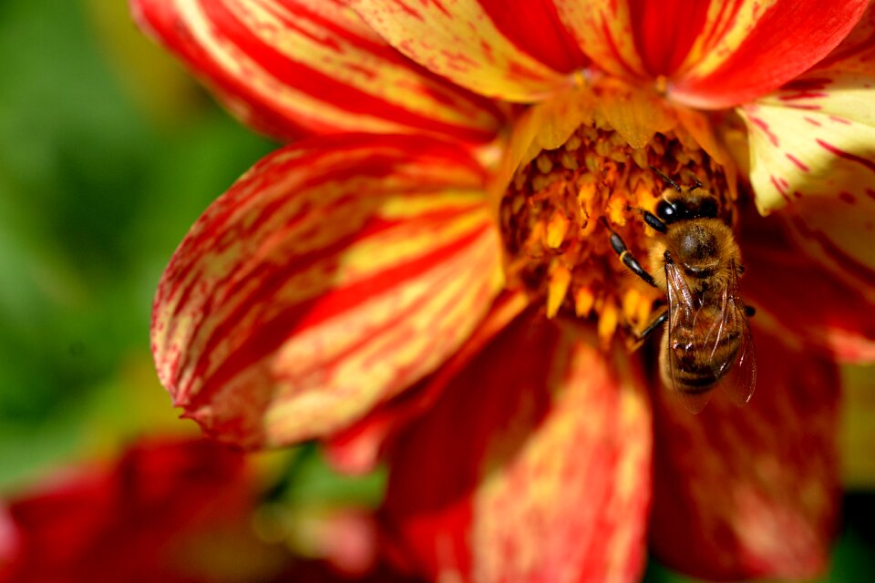 Garden insect summer