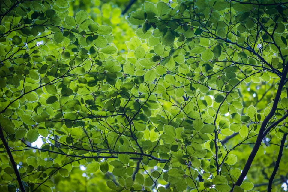 Forest summer green