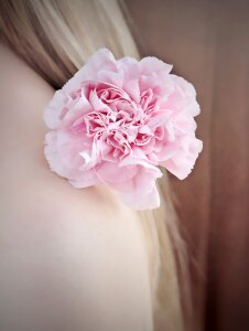 Pink flower pink blossom