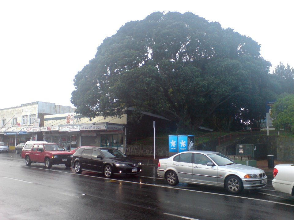 Huge Tree Near Mt Albert Road Dominion Road Isec