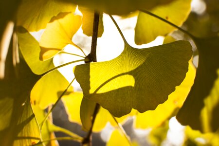 Gold autumn tree photo