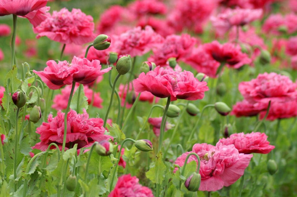 Flowers pink flowers garden
