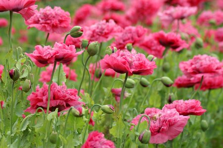 Flowers pink flowers garden