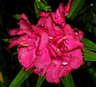 Pink flowers bloom floral