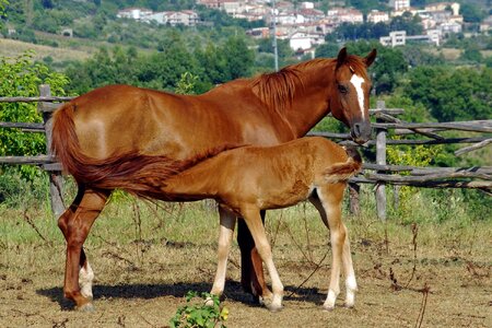 Lactation animal horse