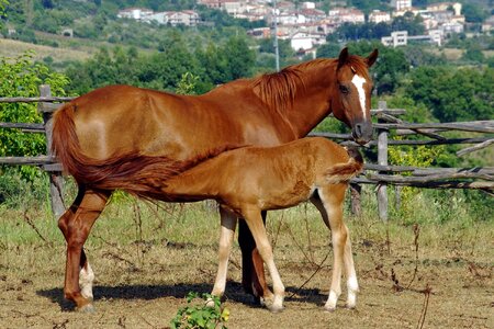 Lactation animal horse photo