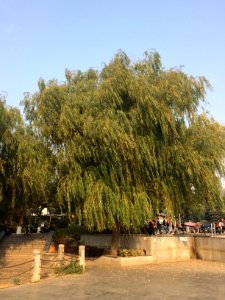 Huanhu Road, Hunan Institute of Science and Technology, picture9