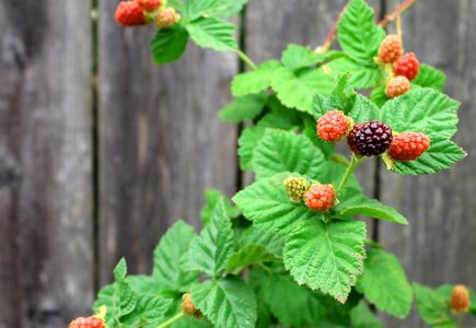 Harvest fruit berry photo