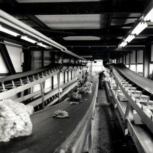 HUA-168440-Afbeelding van transportbanden voor het overladen van bananen te Rotterdam