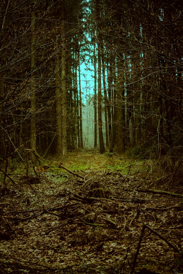 Mystical fantasy away