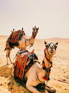 Dry hot camels photo