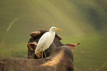 Nature quindio colombia