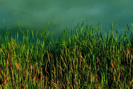 Reed green lush photo