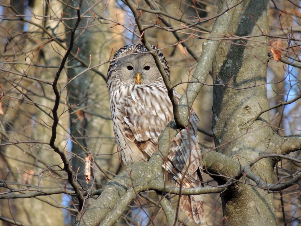 Camouflage birds bird of prey