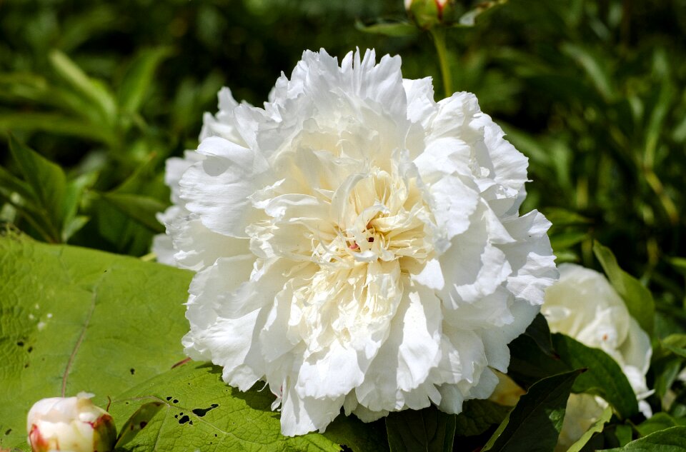 Bloom bloom white