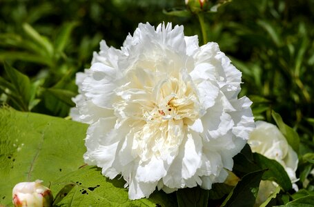 Bloom bloom white
