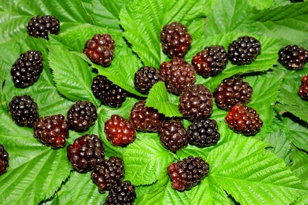 Boysenberry fruit food