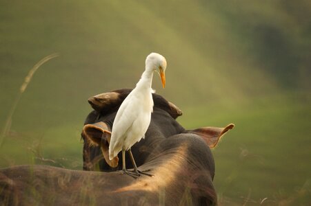 Nature quindio colombia
